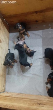 Törpe pinscher kiskutyák