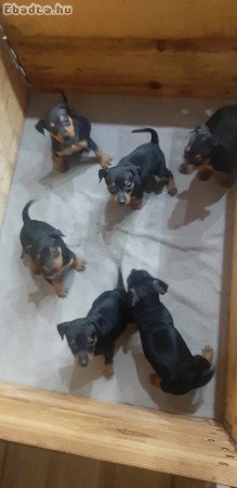 Törpe pinscher kiskutyák