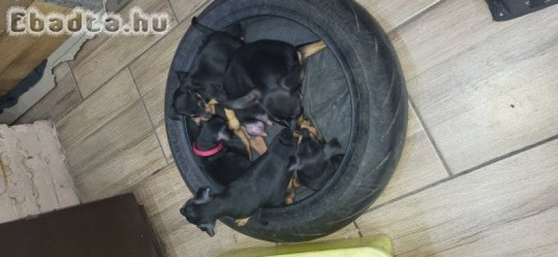 Törpe pinscher kiskutyák