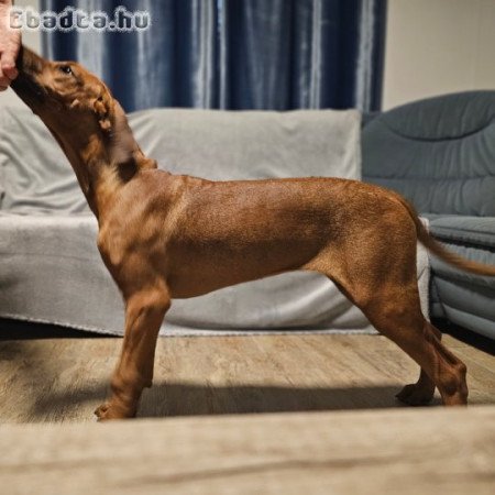 Rhodesian Ridgeback nősteny