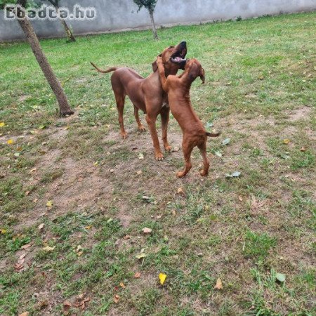 Rhodesian Ridgeback nősteny