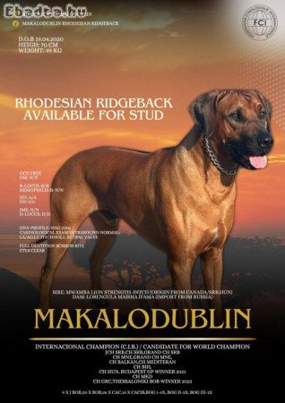 Rhodesian Ridgeback nősteny