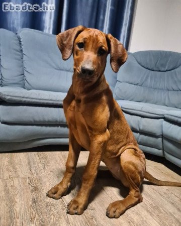 Rhodesian Ridgeback nősteny