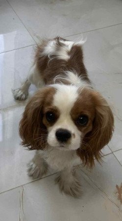 Cavalier King Charles Spániel