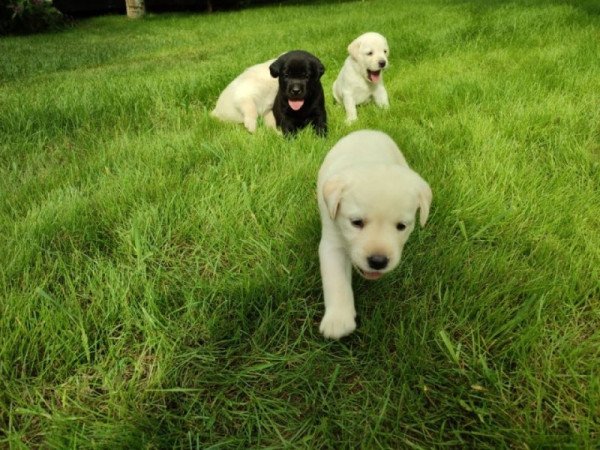 Labrador retriever