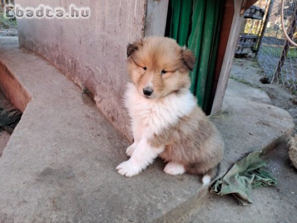 Terápiás kutya társként, társkereséshez/ boldogság