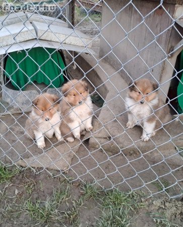 Terápiás kutya társként, társkereséshez/ boldogság