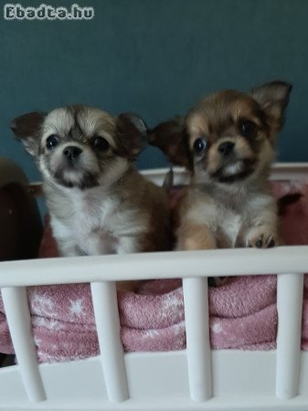 pici méretű eladó csivava lányok , fiú