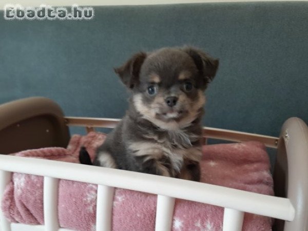 pici méretű eladó csivava lányok , fiú