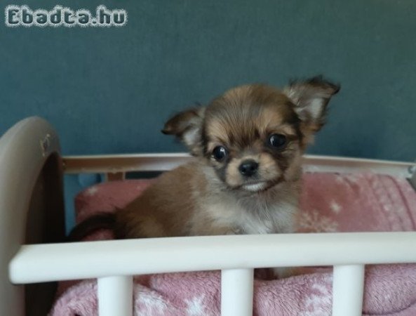 pici méretű eladó csivava lányok , fiú