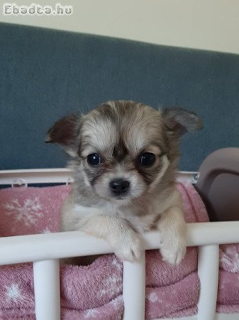 pici méretű eladó csivava lányok , fiú