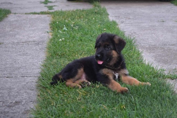 németjuhász (német juhász)