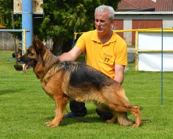 németjuhász (német juhász)