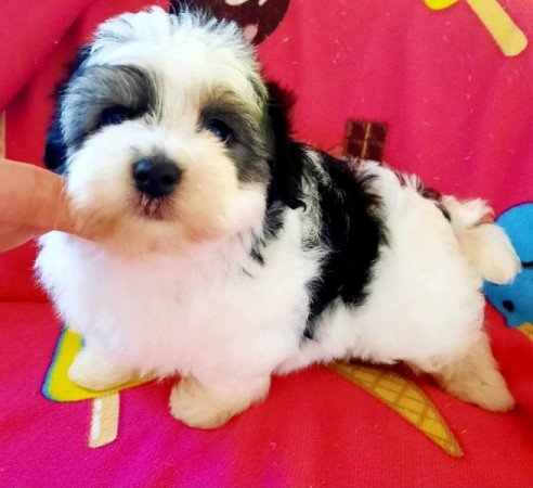 Bichon havanese