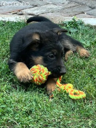 Németjuhász kiskutyák új gazdit keresnek