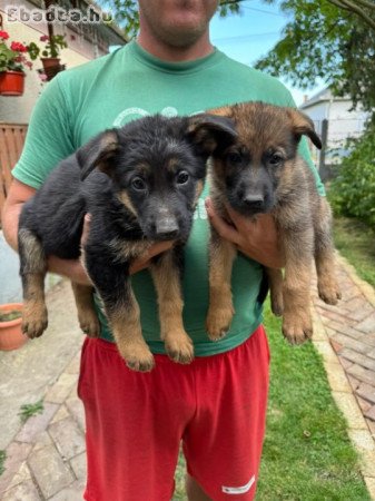 Németjuhász kiskutyák új gazdit keresnek