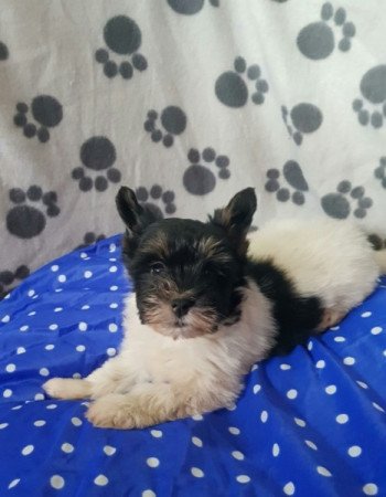 Yorkshire terrier biewer