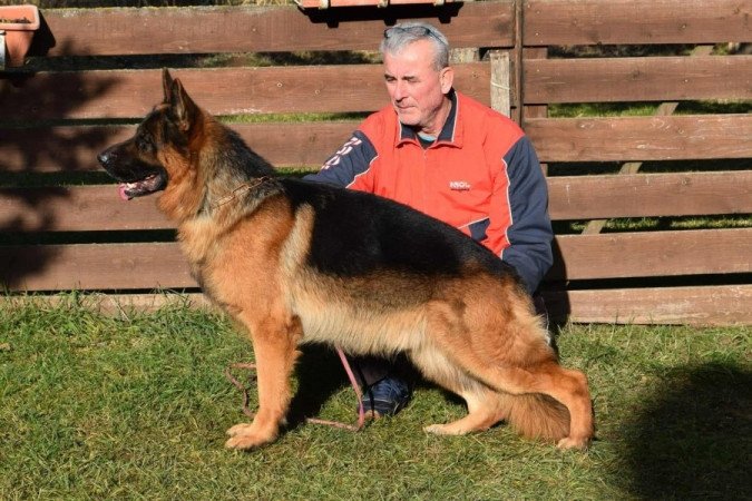 németjuhász (német juhász)