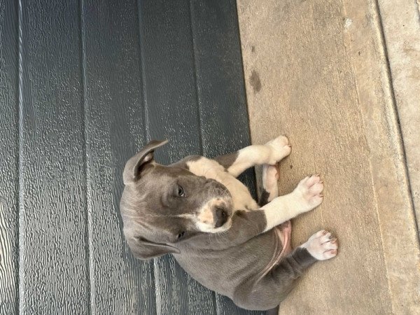 Amerikai Staffordshire Terrier