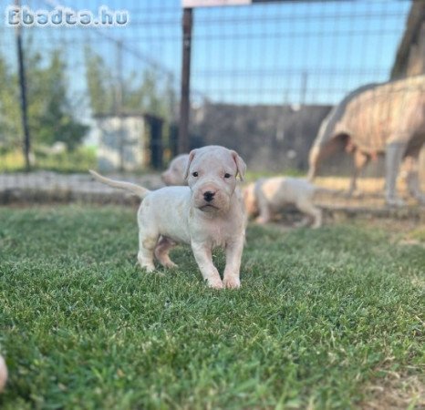 Dogo Argentino puppies