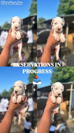 Dogo Argentino puppies
