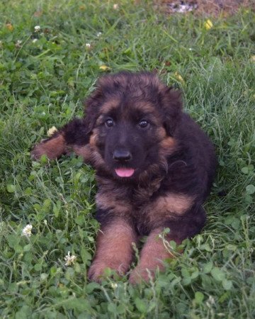 németjuhász (német juhász)