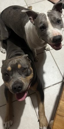 Amerikai Staffordshire Terrier