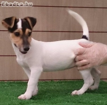 Jack Russell Terrier kölykök