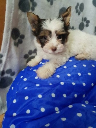 Yorkshire terrier biewer