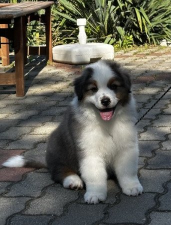 Ausztrál Juhászkutya