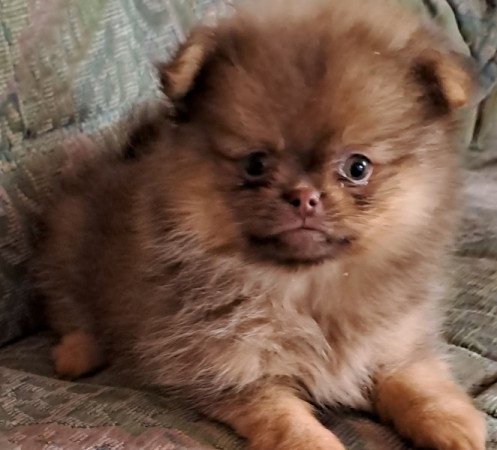 Pomeràniai törpe spicc