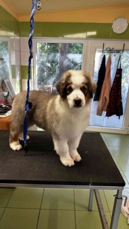 Ausztrál Juhászkutya