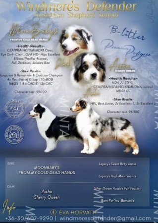 Ausztrál Juhászkutya