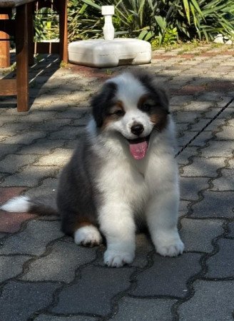 Ausztrál Juhászkutya