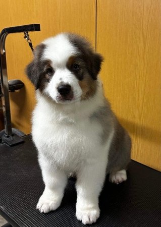 Ausztrál Juhászkutya