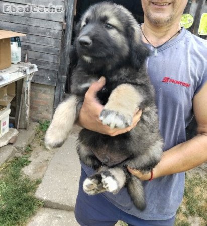 Kaukázusi juhász kölyök eladó