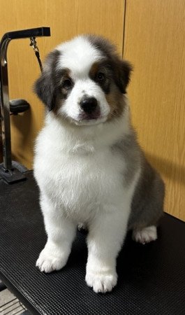 Ausztrál Juhászkutya