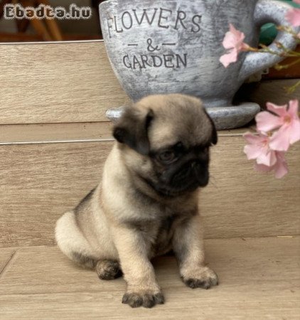 Törzskönyvezett Mopsz kisfiú