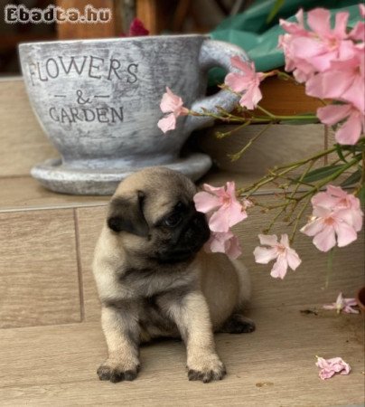 Törzskönyvezett Mopsz kisfiú