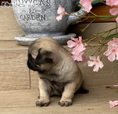 Törzskönyvezett Mopsz kisfiú