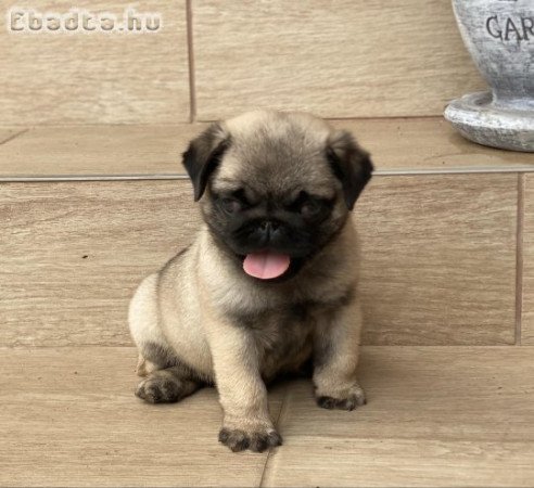 Törzskönyvezett Mopsz kisfiú