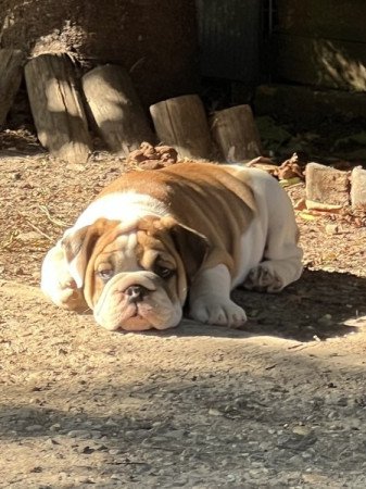Angol Bulldog