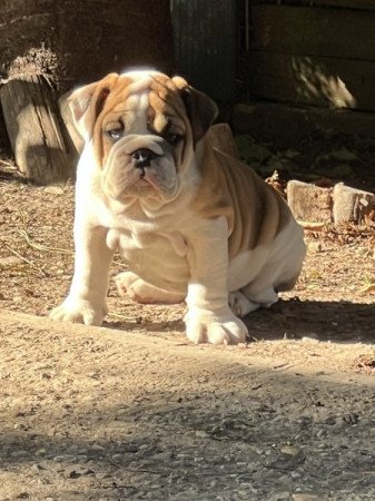 Angol Bulldog