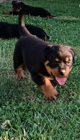 Rottweiler