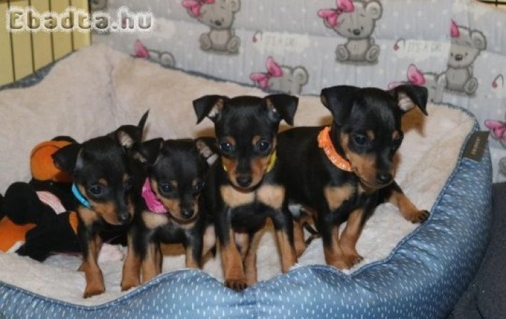 Pinscher kölykök