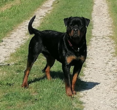 Rottweiler