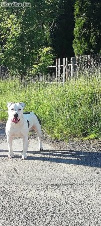 Amerikai staffordshire terrier kiskutyák