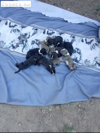 Amerikai staffordshire terrier kiskutyák