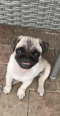 Mopsz kiskutyák gazdit keresnek!