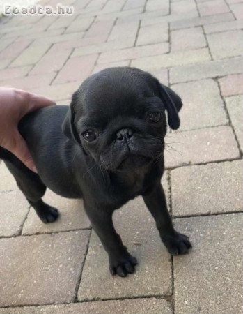 Mopsz kiskutyák gazdit keresnek!